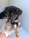 adoptable Dog in  named A640841