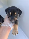 adoptable Dog in  named A640843