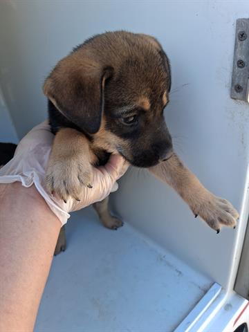adoptable Dog in Houston, TX named A640845