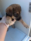 adoptable Dog in  named A640845
