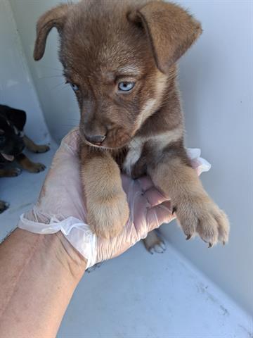 adoptable Dog in Houston, TX named A640846