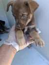 adoptable Dog in  named A640846