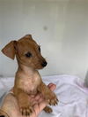 adoptable Dog in  named A640222