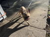 adoptable Dog in  named SPUD