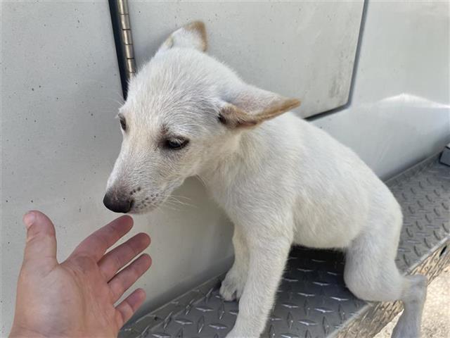 adoptable Dog in Houston, TX named A640857