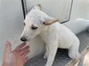 adoptable Dog in  named A640857