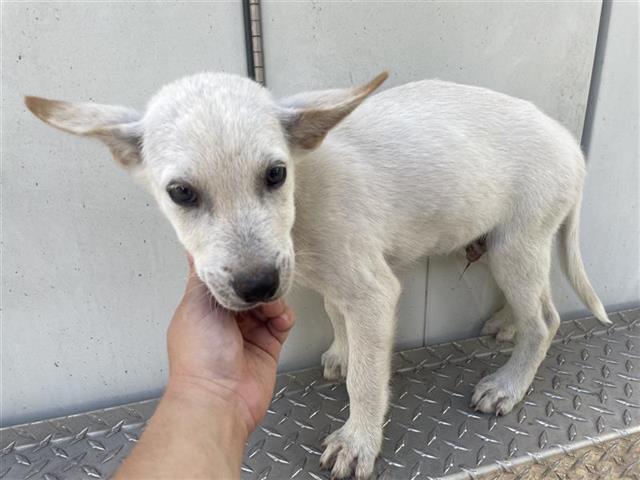 adoptable Dog in Houston, TX named A640858