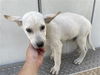 adoptable Dog in  named A640858