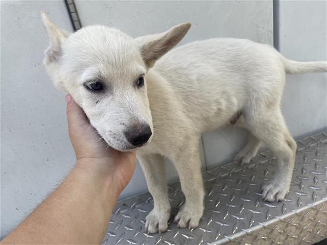 adoptable Dog in Houston, TX named A640860