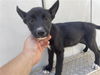 adoptable Dog in  named A640861