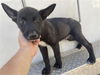 adoptable Dog in  named A640862