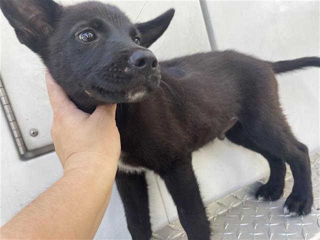 adoptable Dog in Houston, TX named A640863
