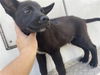 adoptable Dog in  named A640863