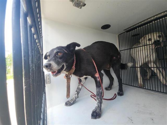 adoptable Dog in Houston, TX named A640877