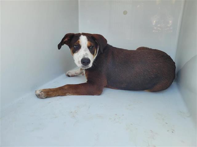 adoptable Dog in Houston, TX named A640880