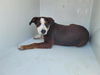 adoptable Dog in  named A640880
