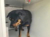 adoptable Dog in  named COFFEE