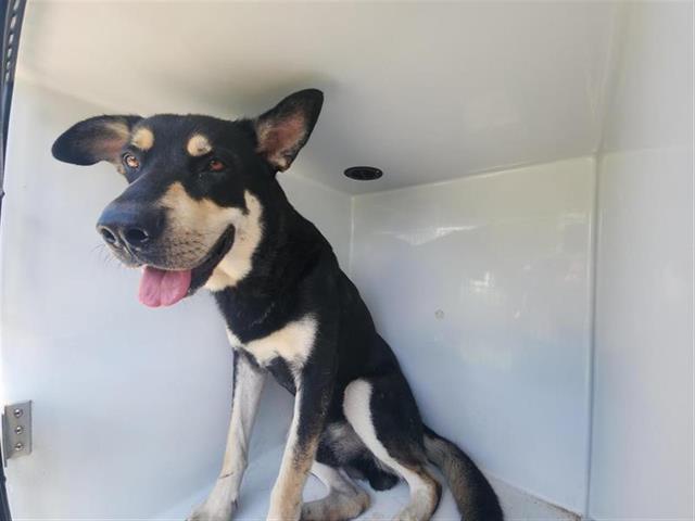 adoptable Dog in Houston, TX named A640874