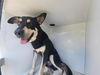 adoptable Dog in  named A640874