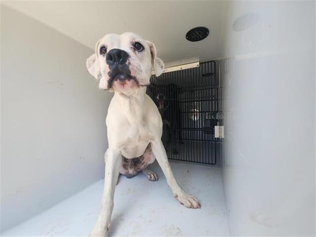 adoptable Dog in Houston, TX named A640876