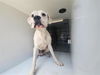 adoptable Dog in  named A640876