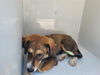 adoptable Dog in  named A640881
