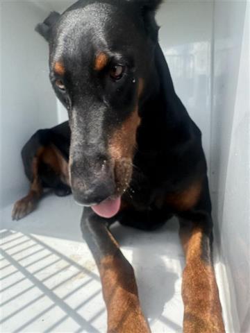 adoptable Dog in Houston, TX named A640894