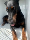 adoptable Dog in  named A640894