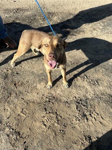 adoptable Dog in Houston, TX named A640852