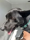 adoptable Dog in  named A640884