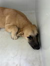 adoptable Dog in  named A640901