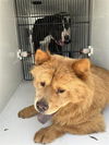 adoptable Dog in  named A640914