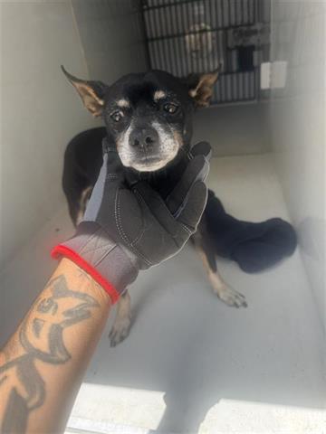 adoptable Dog in Houston, TX named A640913