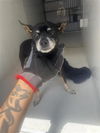 adoptable Dog in  named A640913