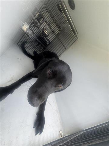 adoptable Dog in Houston, TX named A640923