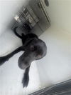adoptable Dog in  named A640923