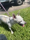 adoptable Dog in  named A640931