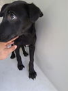 adoptable Dog in  named A640932