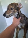 adoptable Dog in  named A640934