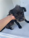 adoptable Dog in  named A640949