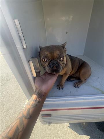 adoptable Dog in Houston, TX named A640950