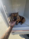 adoptable Dog in  named A640950