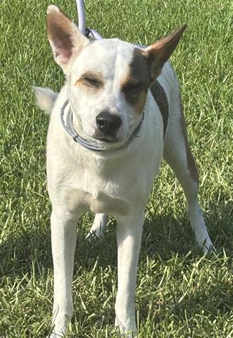adoptable Dog in Houston, TX named A640951
