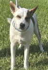 adoptable Dog in  named A640951