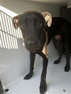 adoptable Dog in  named JOKER