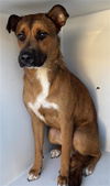 adoptable Dog in  named A640960