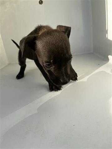 adoptable Dog in Houston, TX named A640962