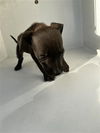 adoptable Dog in  named A640962