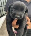 adoptable Dog in  named CLIVE