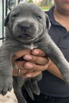 adoptable Dog in  named SADIE